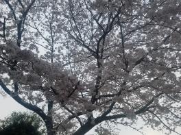桜。満開です！