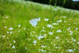 ☆お花畑☆