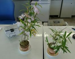 蘭のお花