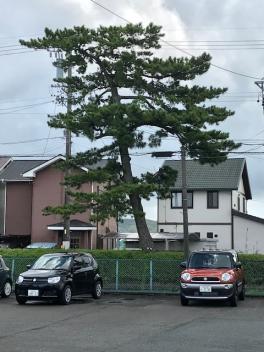 東海道の松