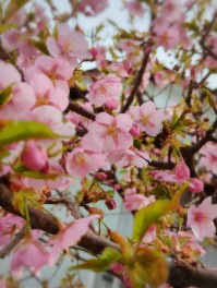 桜　開花宣言　さくら男子の桜咲く日記