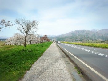 千曲川　菜の花と桜　バイク男子のツーリング日記