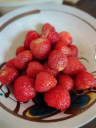 イチゴ収穫全盛期　Strawberry男子のいちご白書