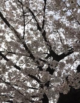 桜の季節になりましたね