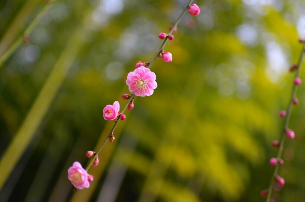 梅の花2