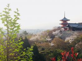 京都へお花見行ってきました