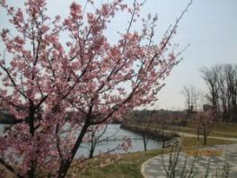 桜がきれいです！