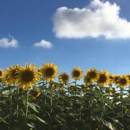 ＊夏の花と言えば…＊