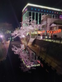 柿川散歩　サクラ咲く　さくら男子のSakura日記　