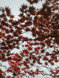 越路もみじ園　開園　photographer　SJの紅葉　日記