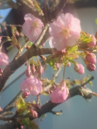 桜　開花　自宅のサクラ開花宣言
