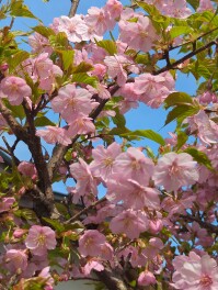 Sakura満開　サクラ男子のSakura　Road