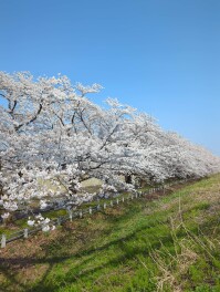 桜巡り　長岡　今宮公園　Sakura男子のさくら日記
