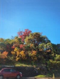 越路　もみじ園　青空コラボ　紅葉　もみじ