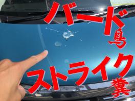 【新型ソリオ洗車】鳥の糞をかけられることを、当店では「バードストライク」と呼んでいます。新型ソリオ見に来てください