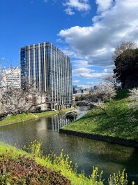 桜