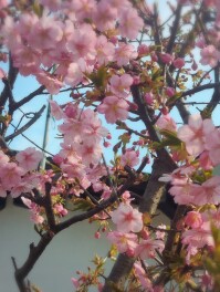 サクラ咲く　自宅の庭のサクラがいい感じです