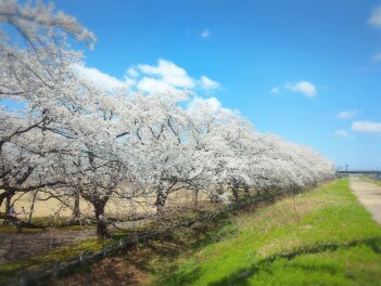 長岡　桜　紀行　今宮公園　Sakura男子の桜紀行