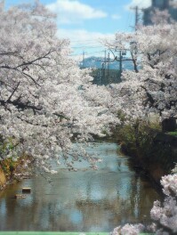 長岡　桜　紀行　柿川　Sakura男子の桜紀行