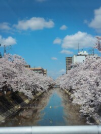 長岡　桜紀行　今朝白　福島江　Sakura男子の桜巡り