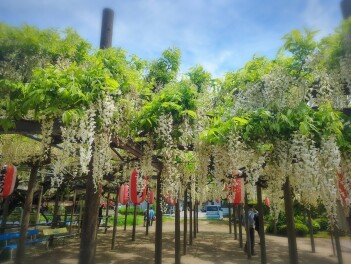 燕市　八王寺の白藤　新潟天然記念物
