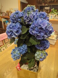 母の日　mother's　Day　