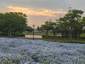 ネモフィラが見頃を迎えています　長岡　県立美術館Garden