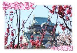 大阪城へ梅の花を見に行ってきました！井前視点
