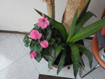 咲いた、咲いた、シクラメンの花が。