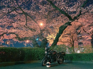 ぶらり旅　番外編　～桜の季節～