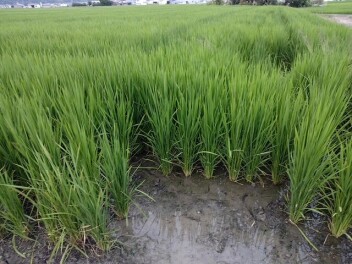 モーター農家部