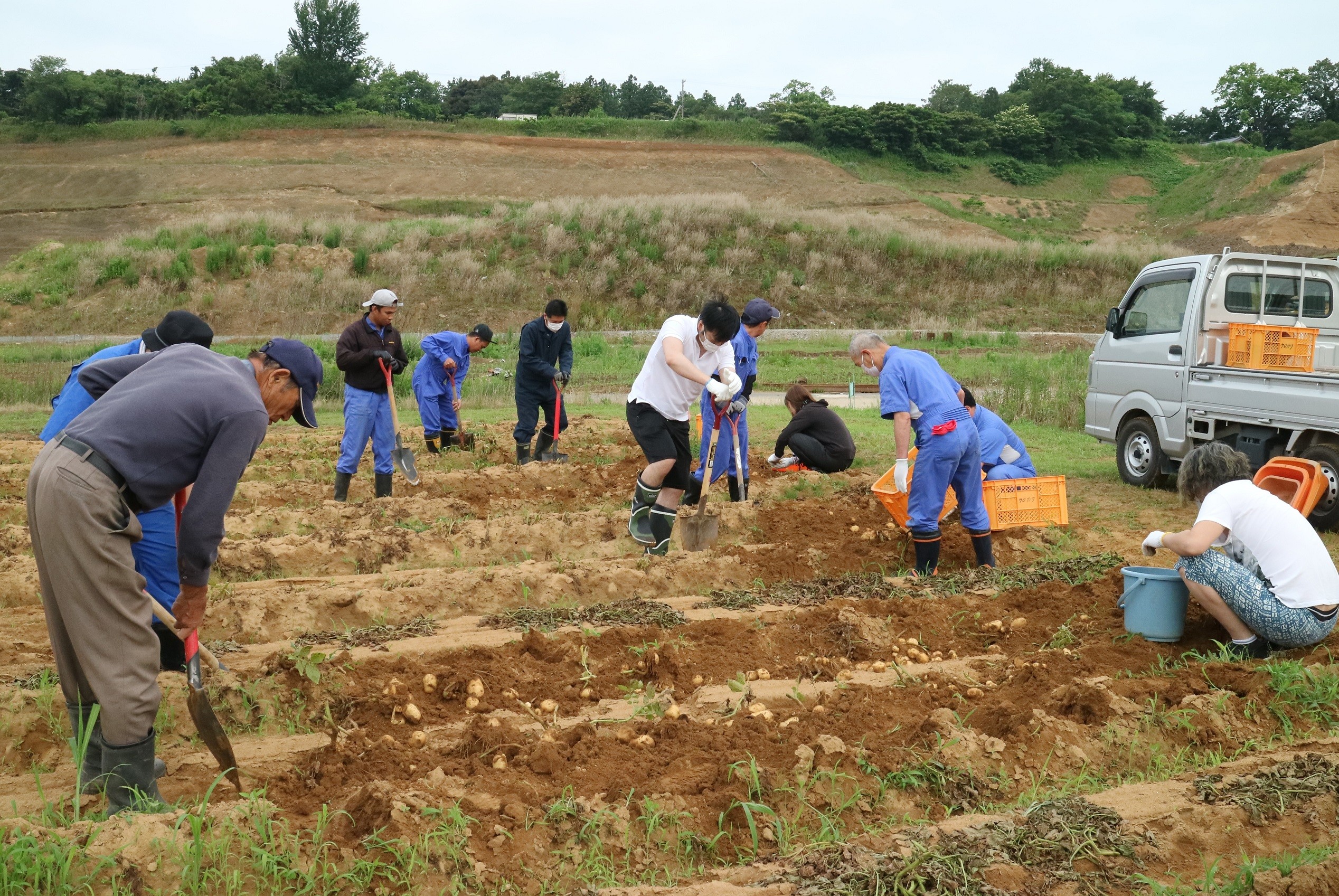初夏の早朝 クロカワの自社農園で じゃがいも掘り が行われました イベント キャンペーン お店ブログ スズキアリーナ福井西