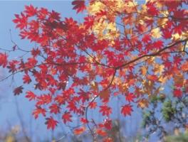 今年もあと50日！