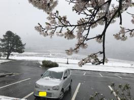 アルトと桜と雪