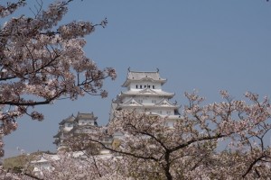 姫路桜1