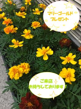 【三次店】今週末はお花プレゼントやってます✿