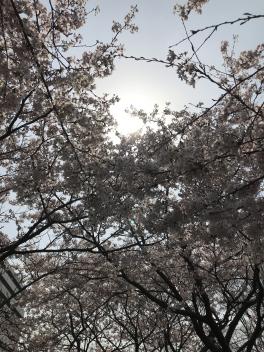 桜が咲きましたね！！