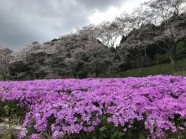 桜の季節も終わりですね　✿✿✿