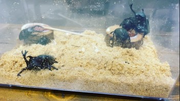 車屋さんですが昆虫もいます笑