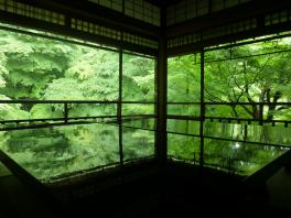 青もみじ
