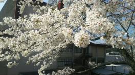 桜　その２