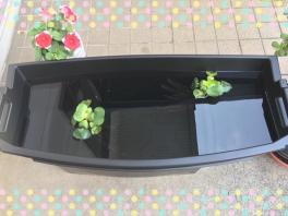 クロスビーの収納ＢＯＸでメダカ飼い始めました！