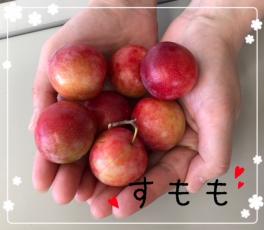山川様からすももを頂きました！！