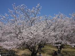 ４月になりました。