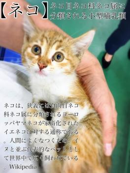 今の時期でも”ネコバンバン”しましょう