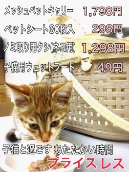 里親募集中の子ネコの近況　その２