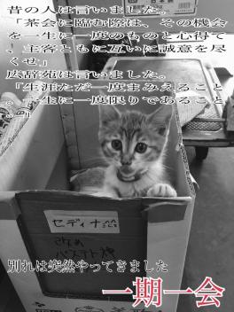 里親募集中の子ネコに春がやってきました。
