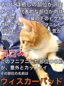 里親募集中の子ネコのお話し　完結編