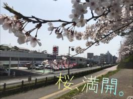 ～福津に満開の桜が咲くなり～