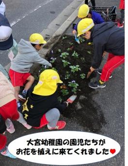 大宮幼稚園の子供たちが、お花を植えてくれました。